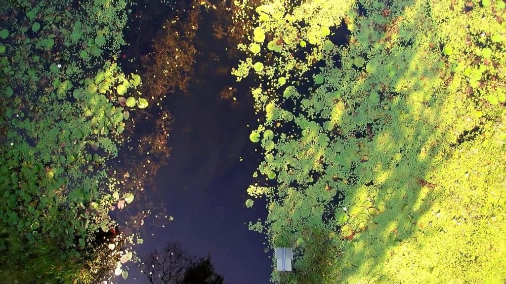 A great shot of Lake Lindsey, FL in Hernando